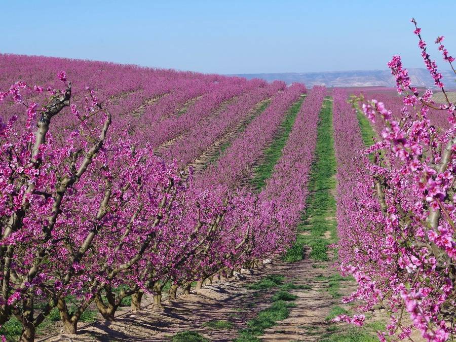 Сказочные ландшафты цветущих персиковых садов. Фото: wallbox.ru