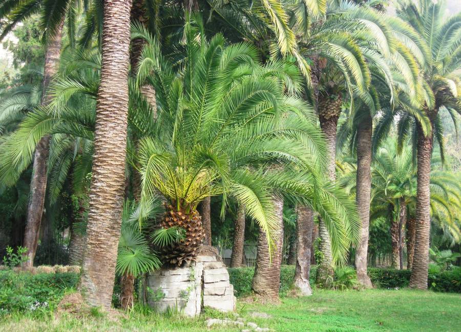 Экзотические пальмы в Приморском парке Гагры. Фото: rutraveller.ru