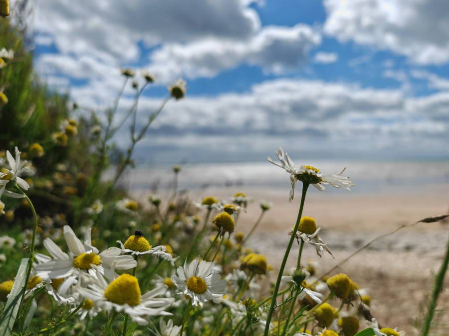 На диком пляже царит тишина и живописные пейзажи.&nbsp;Источник: unsplash.com