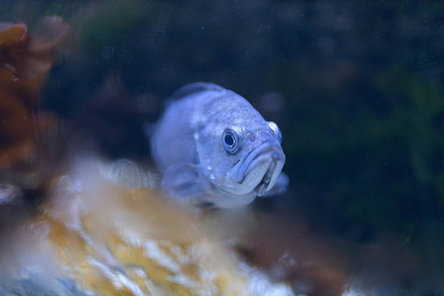 Один из обитателей океанариума. Источник:&nbsp;unsplash.com