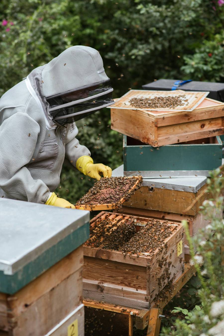 Пасека. Источник: pexels.com
