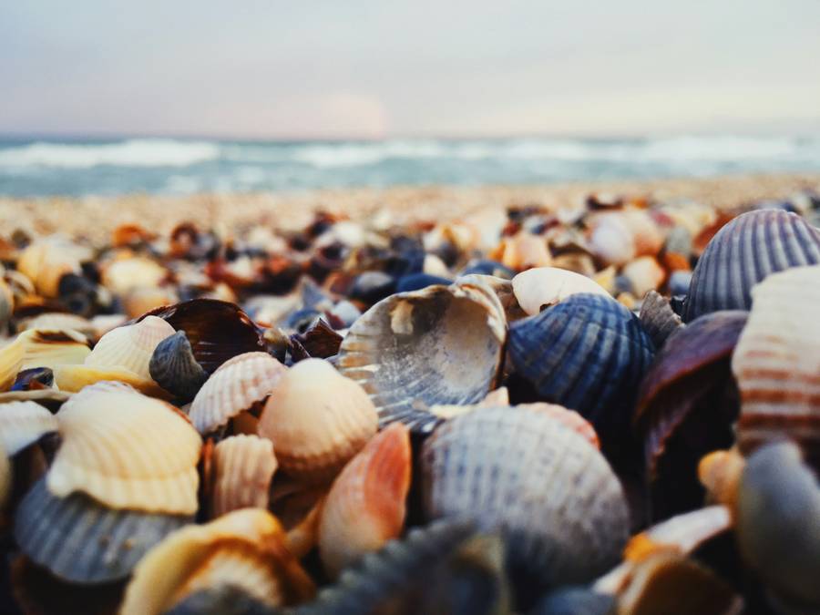 Ракушки на берегу Азова. Источник:&nbsp;unsplash.com