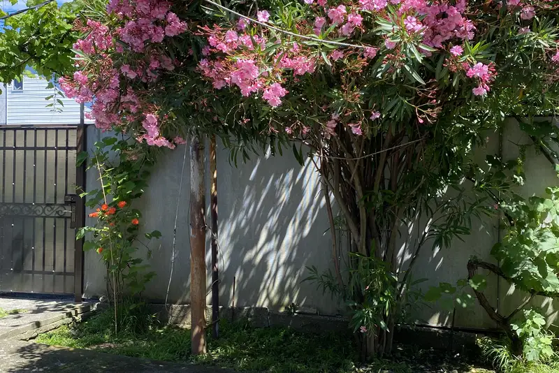 gallery_photo