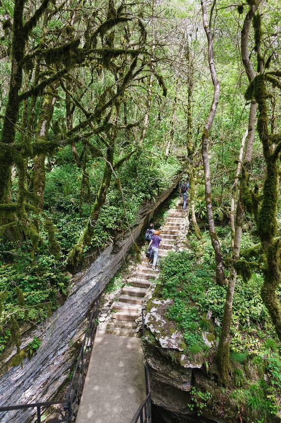Тисо-Самшитовая роща. Источник: фотобанк Лори