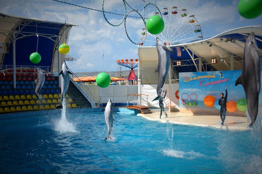Ничего необычного&nbsp;— просто летающие дельфины в дельфинарии&nbsp;«Коктебель». Фото: travelcrimea.com