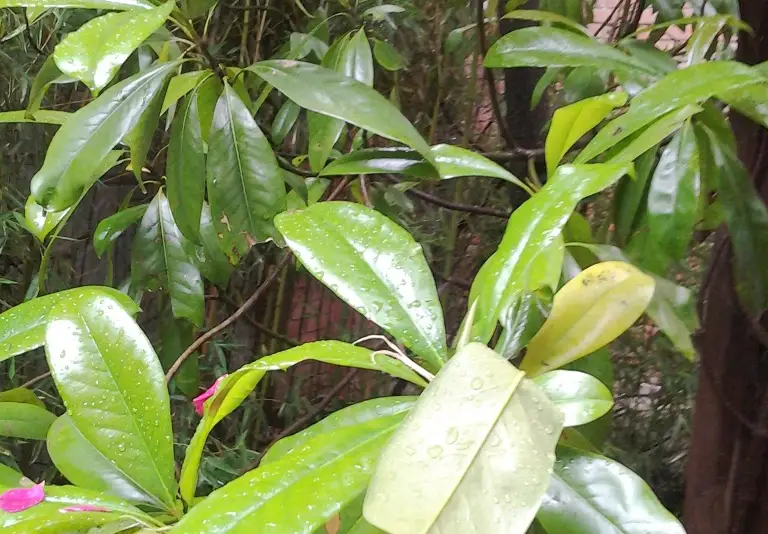 gallery_photo