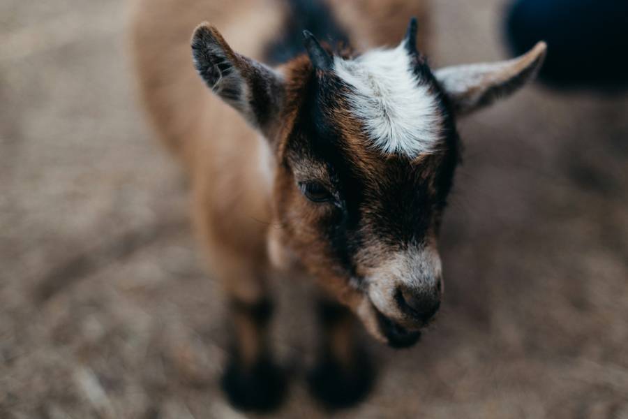 Козочки всегда рады общению. Источник:&nbsp;unsplash.com