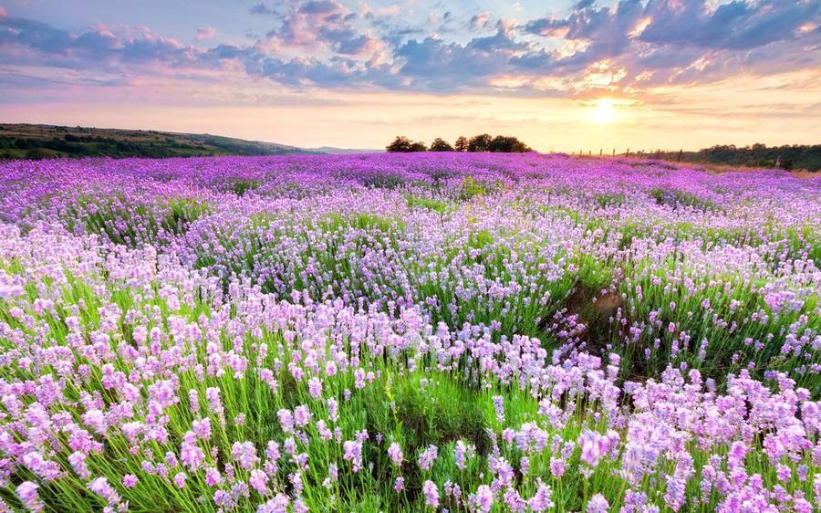 Приезжайте на красивое поле с прекрасным ароматом цветов. Фото:&nbsp;oir.mobi