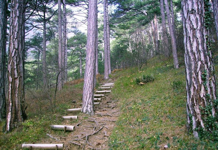 Боткинская тропа удобна и доступна для прогулок в любом возрасте.  Фото: dnevnikturista.ru