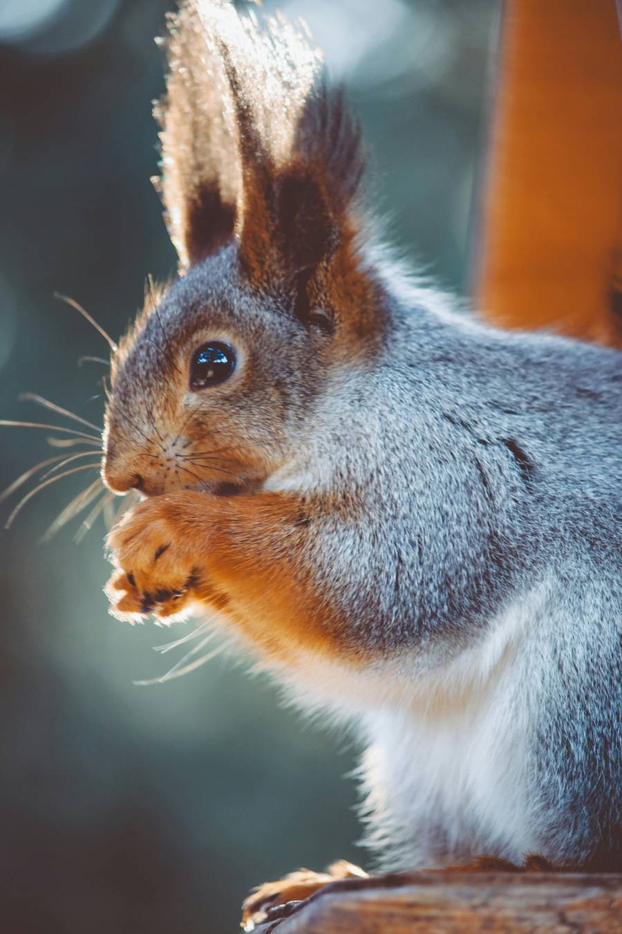 Три орешка для белочки на набережной будут кстати. Источник:&nbsp;unsplash.com