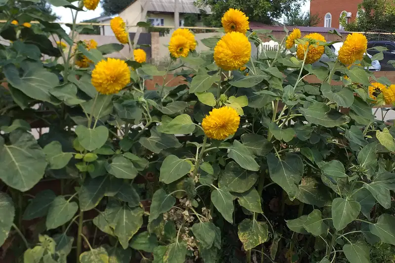 gallery_photo