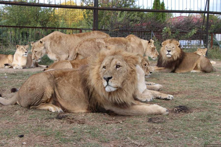 Львы в сафари-парке «Тайган». Фото с официального сайта