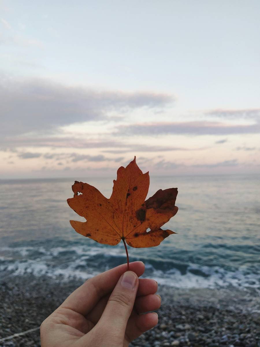 Пляж Дубны осенью. Источник: pexels.com