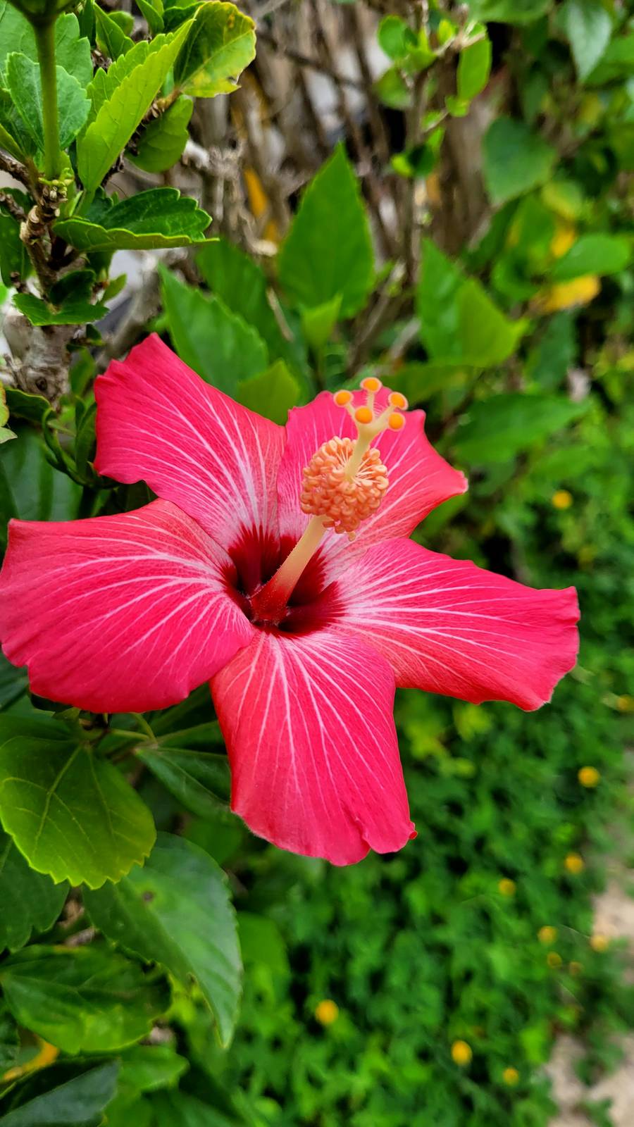 В Ботсаду вы найдете массу красот и благоухающих цветов. Источник:&nbsp;pexels.com